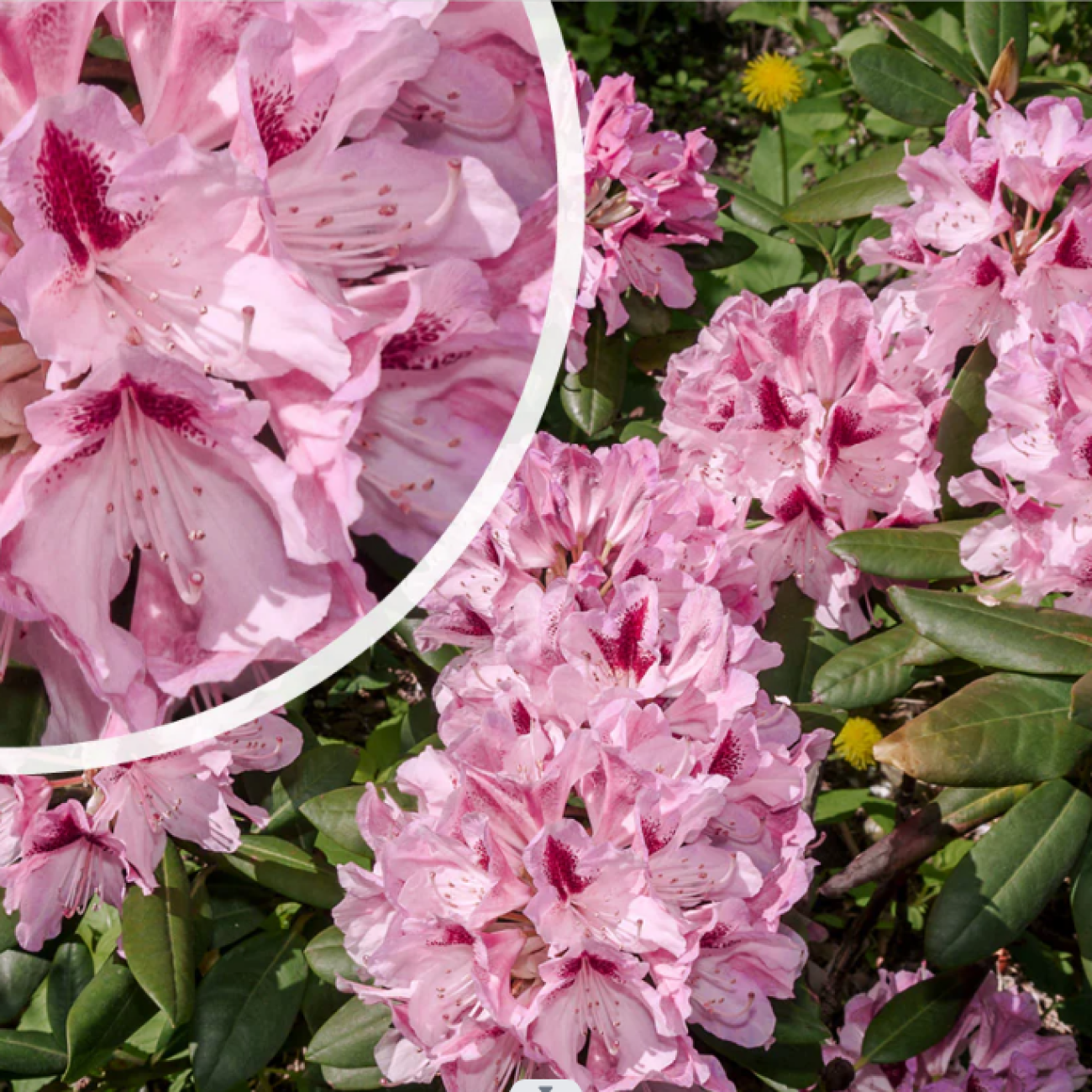 Obrázok Rododendron hybridný (Rhododendron hybridum) ´COSMOPOLITAN´ - výška 30-40 cm, kont. C5L