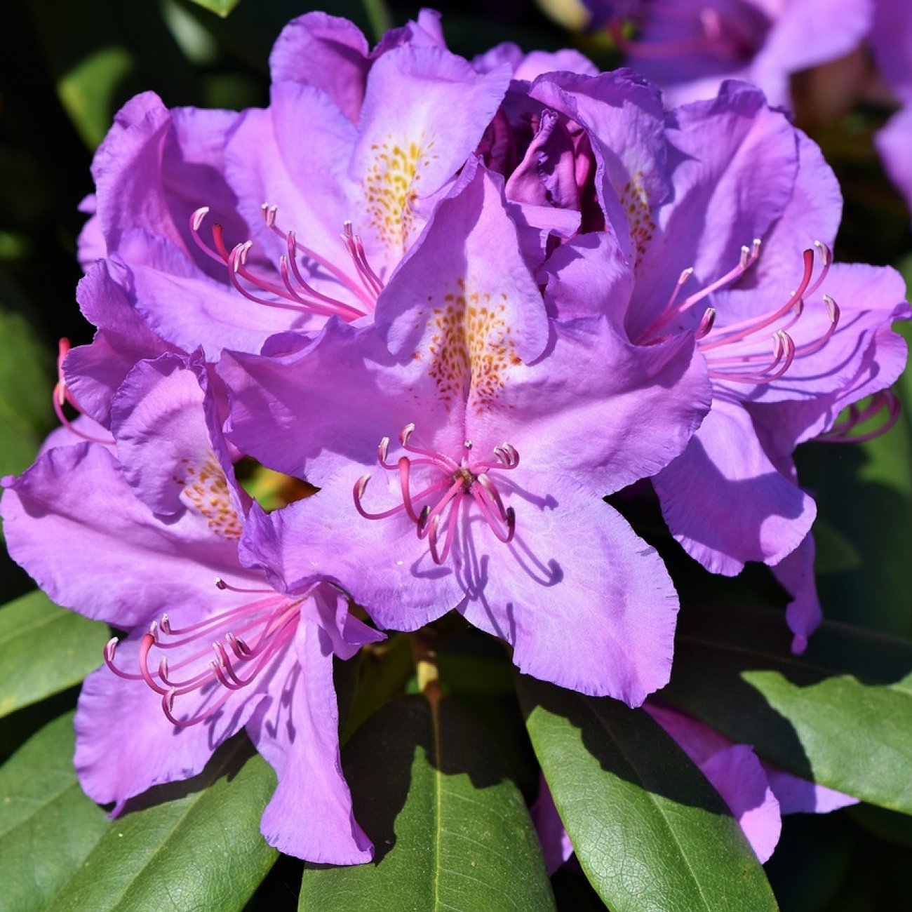 Obrázok Rododendron hybridný (Rhododendron hybridum) ´GOLD FLIMMER´ - výška 30-50 cm, kont. C4L