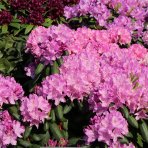 Rododendron hybridný (Rhododendron hybridum) ´ROSEUM ELEGANS´ - výška 30-50 cm, kont. C4L