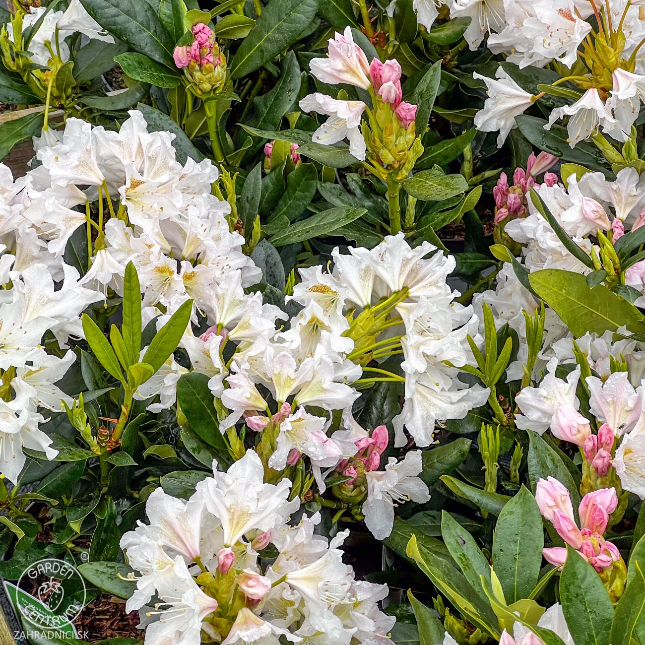 Obrázok Rododendron hybridný (Rhododendron hybridum) ´CUNNINGHAM ´S WHITE´ - výška 30-40 cm, kont. C5L