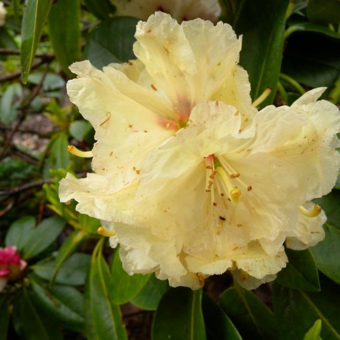 Obrázok Rododendron hybridný (Rhododendron hybridum) ´ELSIE STRAVER´ - výška 30-40 cm, kont. C5L