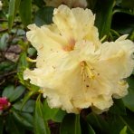 Rododendron hybridný (Rhododendron hybridum) ´ELSIE STRAVER´ - výška 30-40 cm, kont. C5L