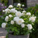 Ruža mnohokvetá (Rosa floribunda) 'ICEBERG – FÉE DES NEIGES’® - výška 20-30 cm, kont. C2L