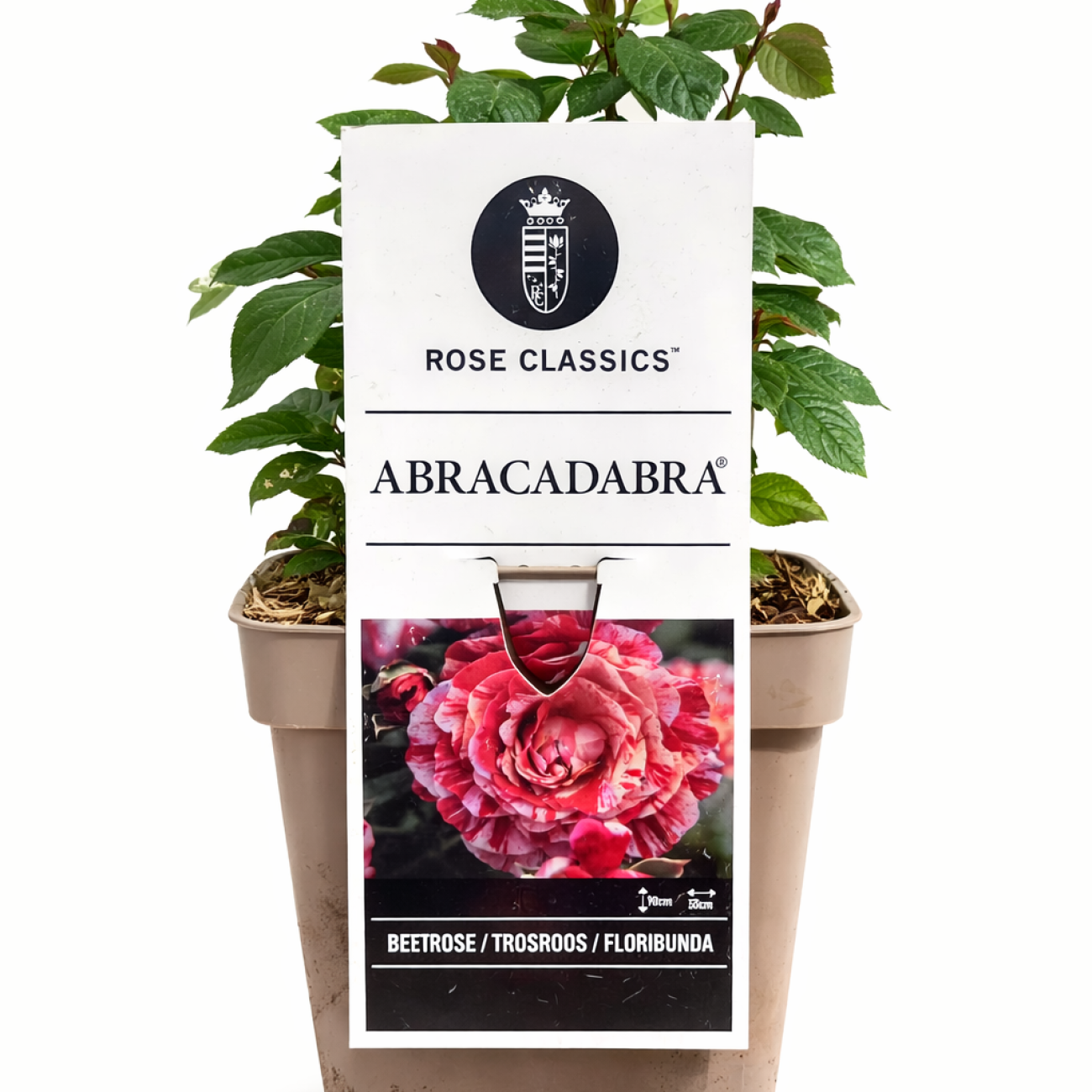 Obrázok Ruža mnohokvetá (Rosa floribunda) 'ABRACADABRA'® Kordes - výška 15-25 cm, kont. C5L