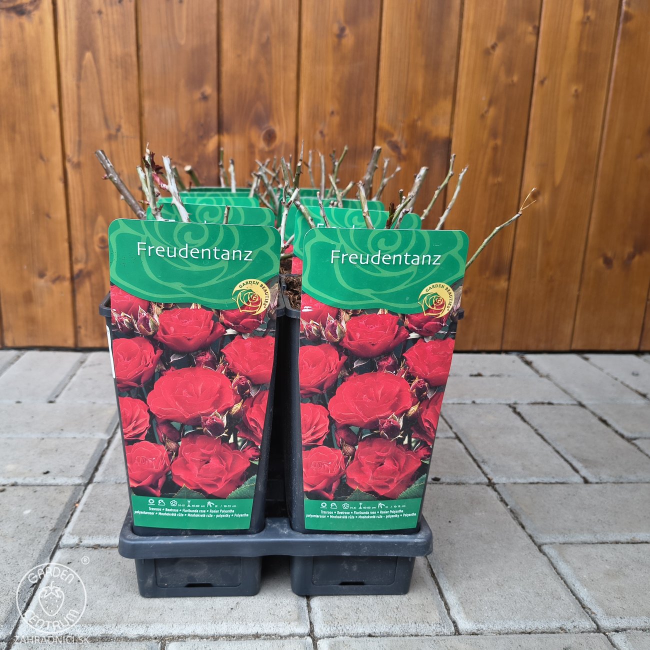 Obrázok Ruža mnohokvetá (Rosa floribunda) 'FREUDENTANZ - výška 10-20cm, P11