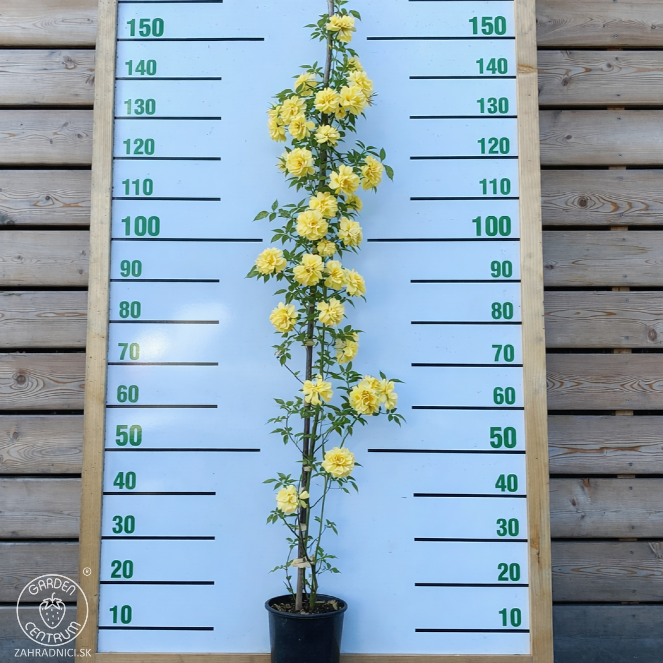 Obrázok Ruža banksova (Rosa Banksiae) ´LUTEA´ - výška 70-90 cm, kont. C3L