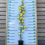 Ruža banksova (Rosa Banksiae) ´LUTEA´ - výška 70-90 cm, kont. C3L