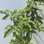 Ruža banksova (Rosa banksiae) ´ALBA PLENA´ – výška 130-170 cm, kont. C3L