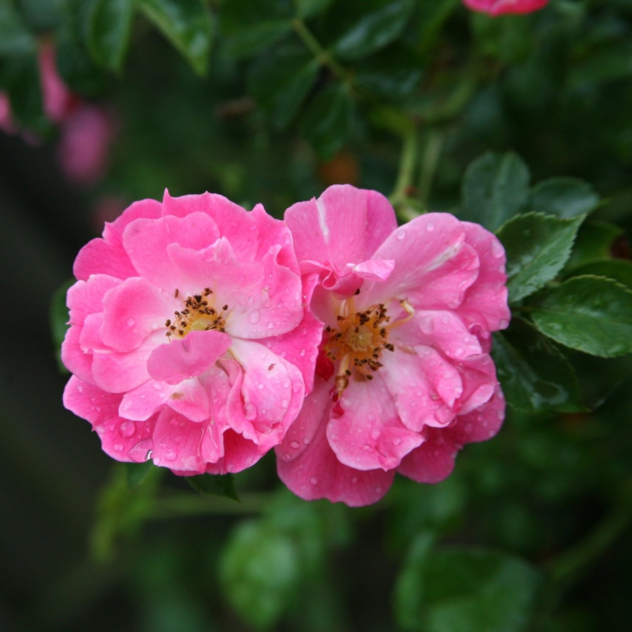 Obrázok Ruža banksova (Rosa Banksiae) ´ROSEA´ - výška 110-150 cm, kont. C3L