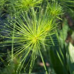 Šachor striedavolistý (Cyperus alternifolius) - výška 90-120 cm, kont. C3L 