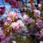 Sakura ozdobná (Prunus serrulata) ´KANZAN´ - výška 70-90 cm, kont. C5L -KRÍK