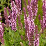 Šalvia hájna (Salvia nemorosa) ´SENSATION ROSE´ - kont. C1,5L