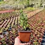 Šalvia (Salvia lycioides)– výška 10–15 cm, kont. P9/P11