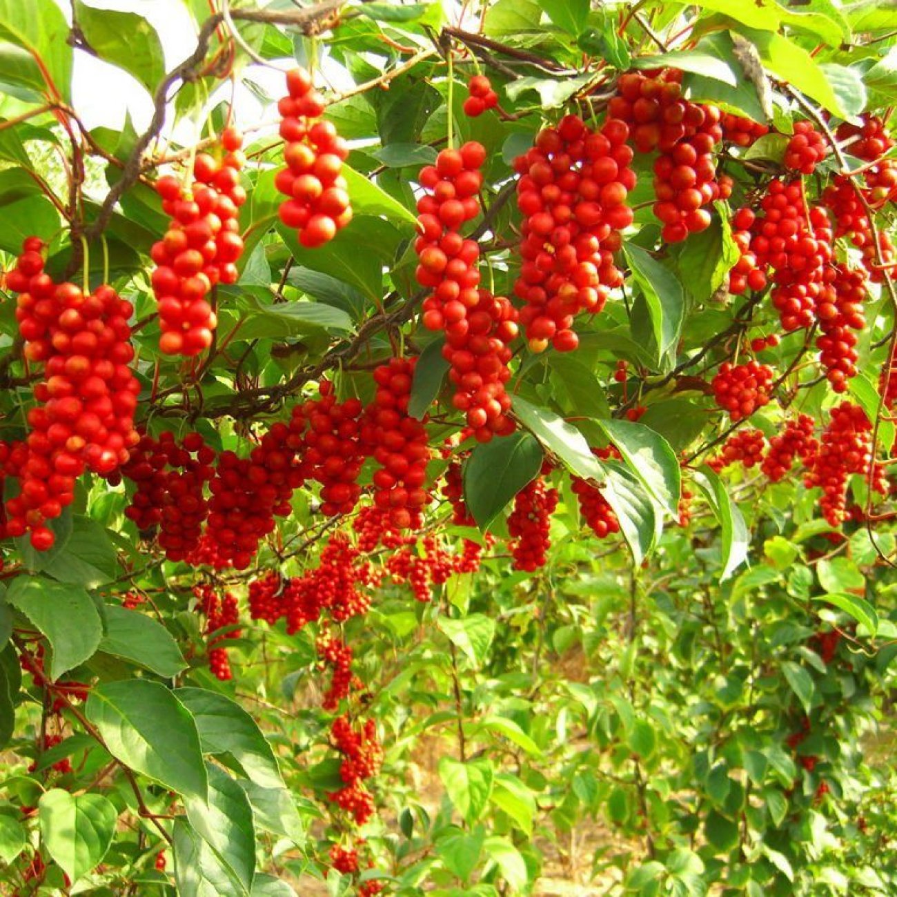 Obrázok Schizandra Čínska (Schisandra Chinensis) liana - 30-40 cm; kont. P9