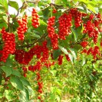 Schizandra Čínska (Schisandra Chinensis) liana - 30-40 cm; kont. P9