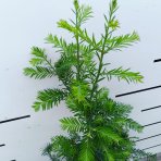 Sekvoja vždyzelená (Sequoia sempervirens) - výška 40-50 cm, kont. C2,5L