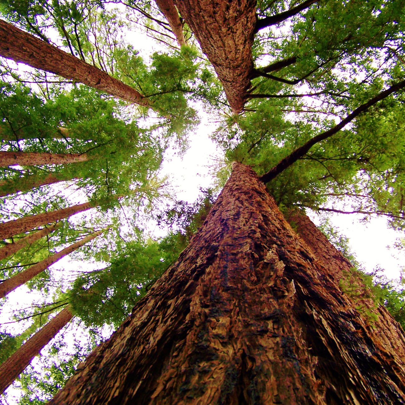 Obrázok Sekvoja vždyzelená (Sequoia sempervirens) - výška 100-120 cm, kont. C5L