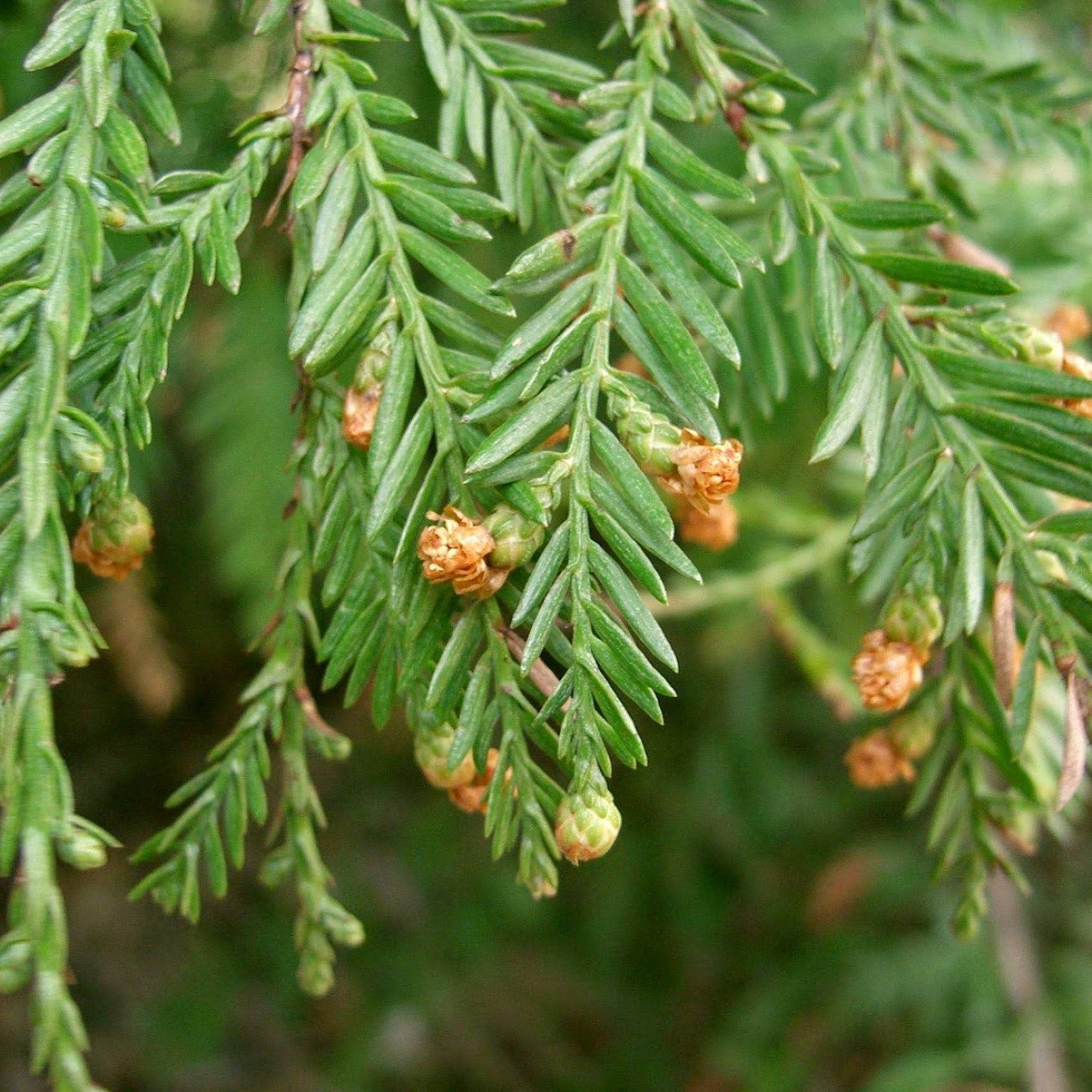 Obrázok Sekvoja vždyzelená (Sequoia sempervirens) - výška 100-120 cm, kont. C5L