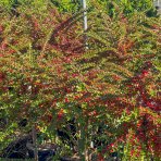 Skalník rozprestretý (Cotoneaster hrizontalis) - výška 60-80 cm, kont. C7L (-24°C) - NA KMIENKU