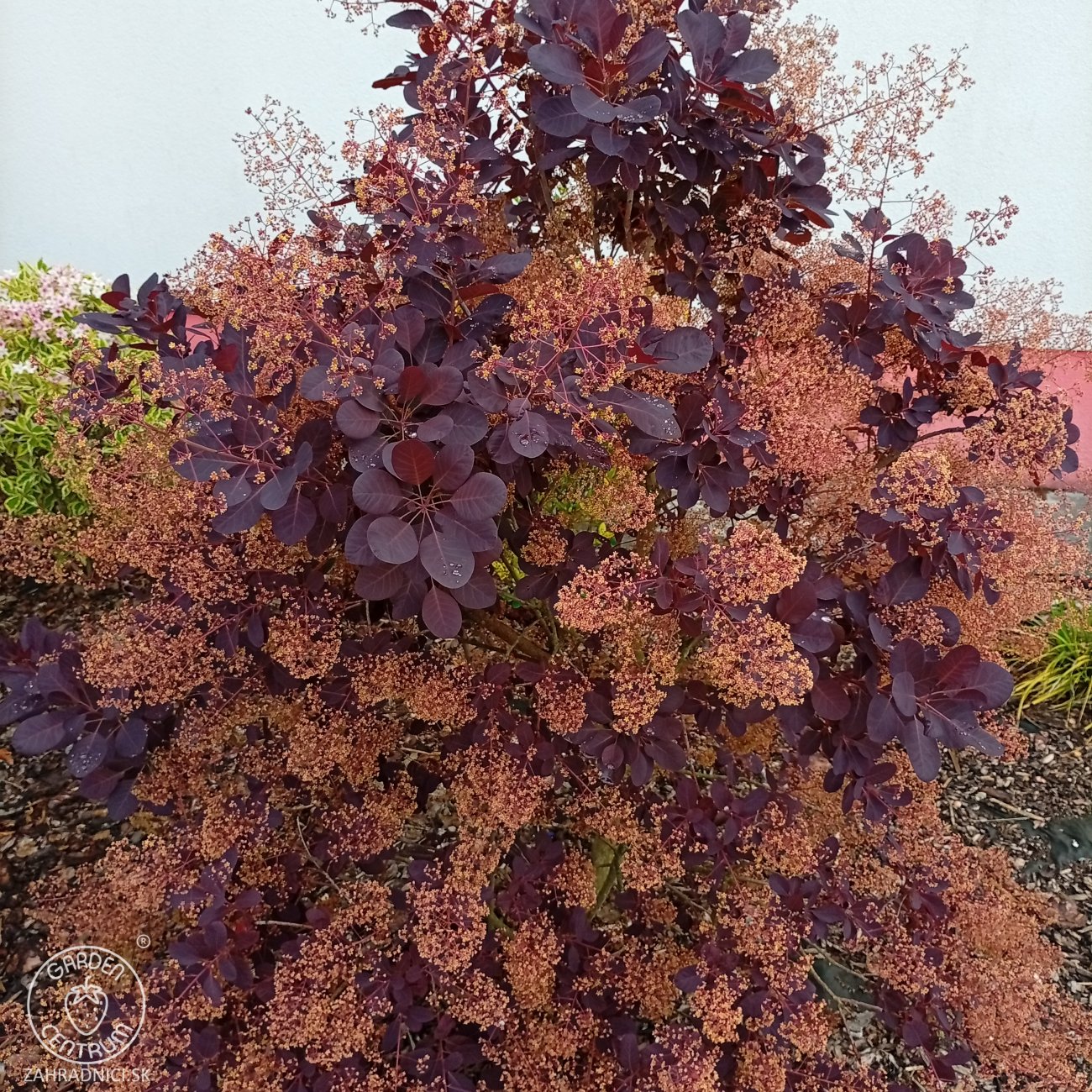 Obrázok Škumpa vlasatá (Cotinus coggygria) ´ROYAL PURPLE´- výška 40-60 cm, kont. C2L