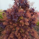 Škumpa vlasatá (Cotinus coggygria) ´ROYAL PURPLE´- výška 40-60 cm, kont. C2L
