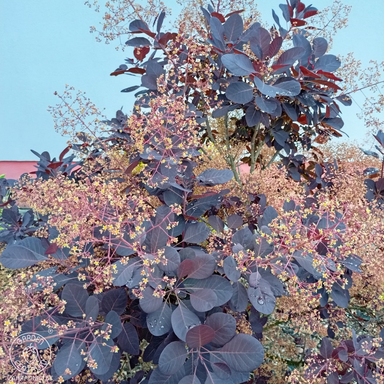 Obrázok Škumpa vlasatá (Cotinus coggygria) ´ROYAL PURPLE´- výška 40-60 cm, kont. C2L