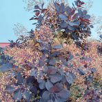 Škumpa vlasatá (Cotinus coggygria) ´ROYAL PURPLE´- výška 40-60 cm, kont. C2L