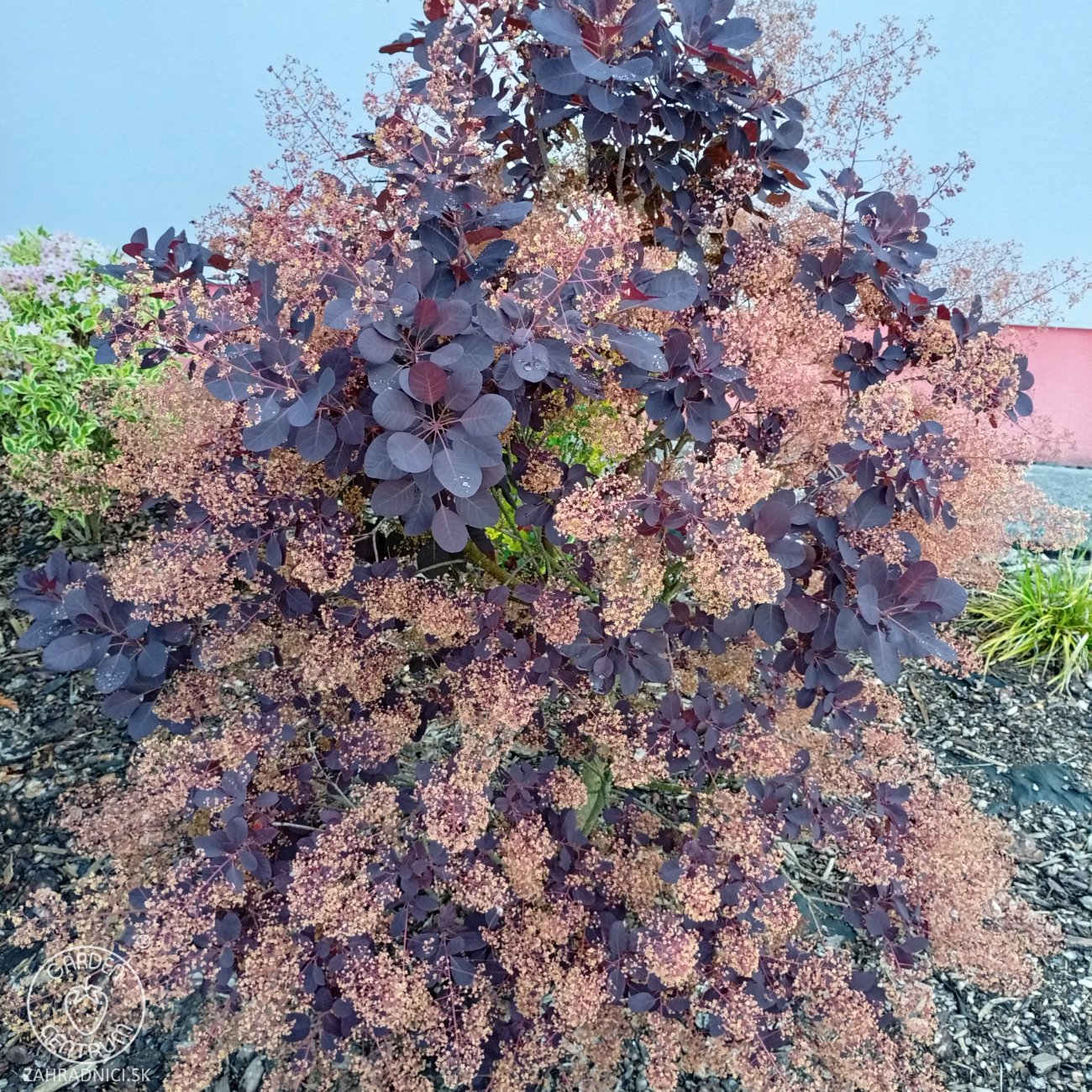 Obrázok Škumpa vlasatá (Cotinus coggygria) ´ROYAL PURPLE´- výška 40-60 cm, kont. C2L