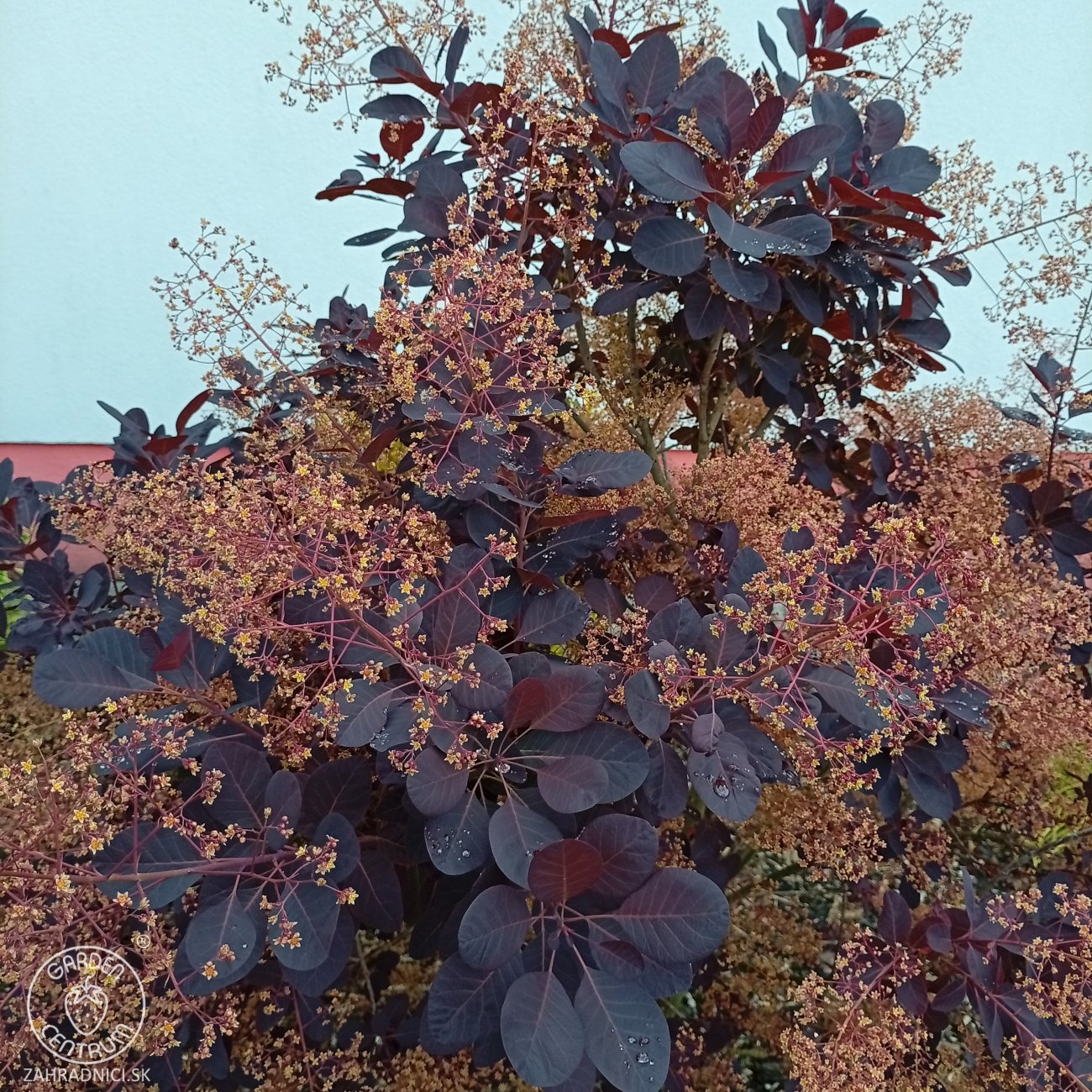 Obrázok Škumpa vlasatá (Cotinus coggygria) ´ROYAL PURPLE´- výška 40-60 cm, kont. C2L