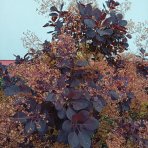 Škumpa vlasatá (Cotinus coggygria) ´ROYAL PURPLE´- výška 40-60 cm, kont. C2L