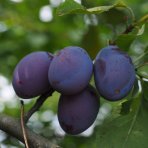 Slivka domáca (Prunus domestica) ´HAGANTA´ - neskorá, výška 150-180 cm, voľnokorenná 