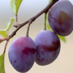 Slivka domáca (Prunus domestica) ´JOJO´ - neskorá, výška 150-180 cm, voľnokorenná