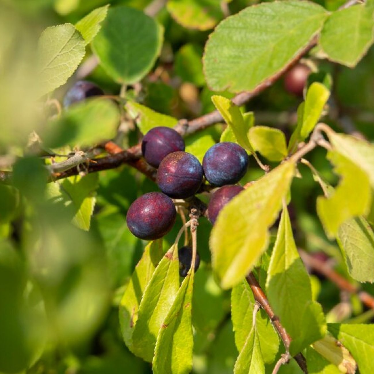 Obrázok Slivka domáca (Prunus domestica) ´BYSTRICKÁ MUŠKÁTOVÁ´ - neskorá, výška 150-180 cm, voľnokorenná