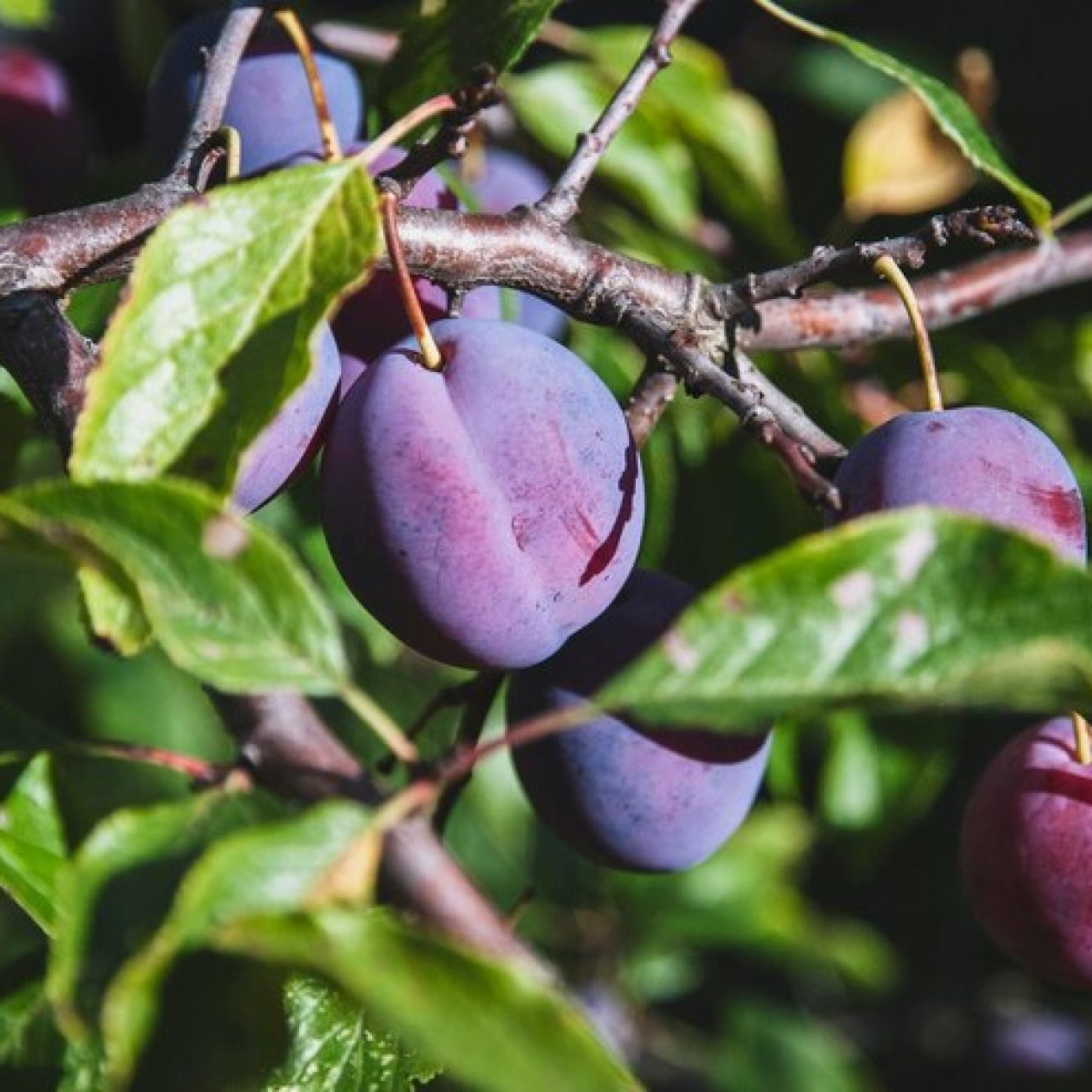 Obrázok Slivka domáca (Prunus domestica) ´ČAČANSKÁ NAJBOJLA´ - stredne skorá, výška 150-180 cm, voľnokorenná
