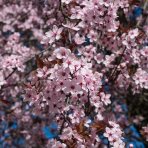 Slivka čerešňoplodá (Prunus cerasifera) ´NIGRA´ – výška 40-60 cm, kont. C2L