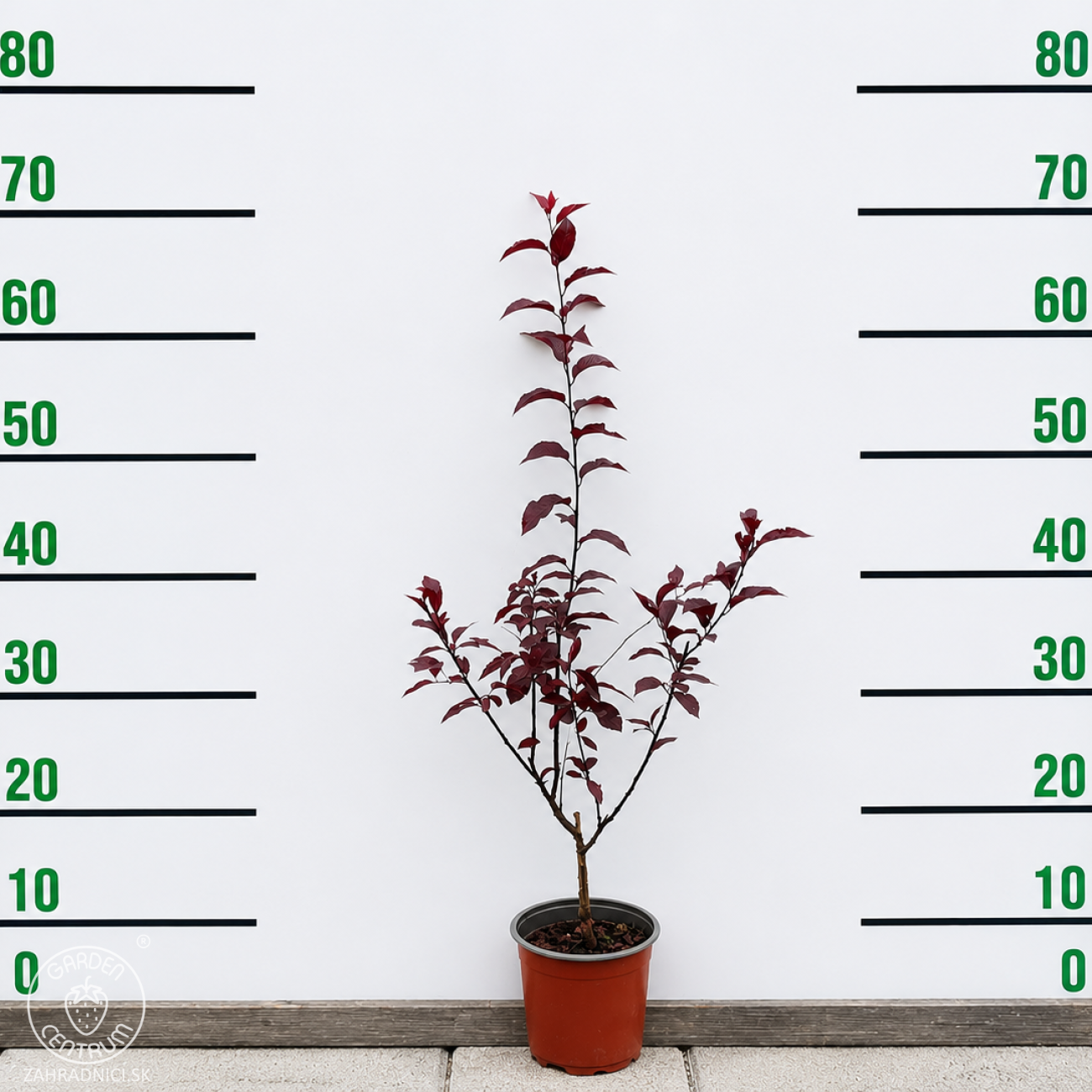 Obrázok Slivka čerešňoplodá (Prunus cerasifera) ´NIGRA´ – výška 40-60 cm, kont. C2L