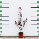 Slivka čerešňoplodá (Prunus cerasifera) ´NIGRA´ – výška 40-60 cm, kont. C2L