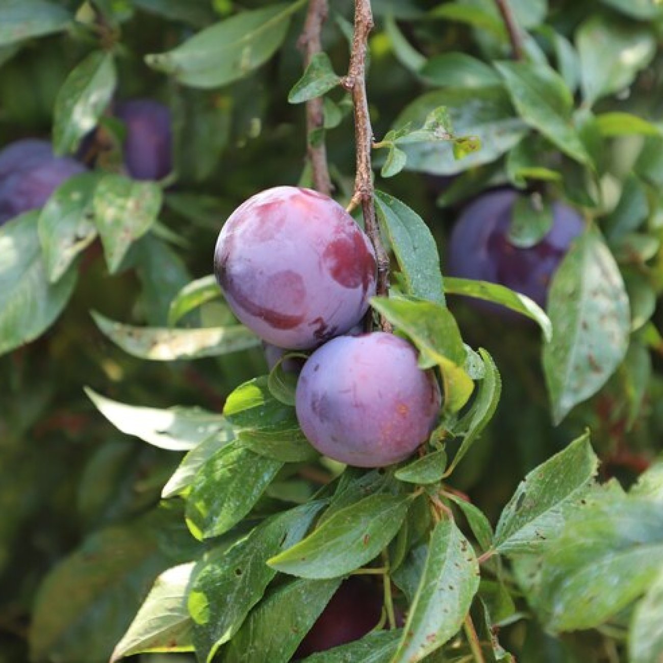 Obrázok Slivka domáca (Prunus domestica) ´PRESIDENT´ - výška 200-230 cm, obvod kmeňa 6/8 cm, kont. C10L