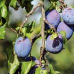 Slivka domáca (Prunus domestica) ´ČAČANSKÁ RANA´ - skorá, výška 150-180 cm, voľnokorenná