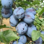 Slivka (Prunus domestica) ´TOP-KING´ - výška 150-180 cm, stredne skorá, voľnokorenná