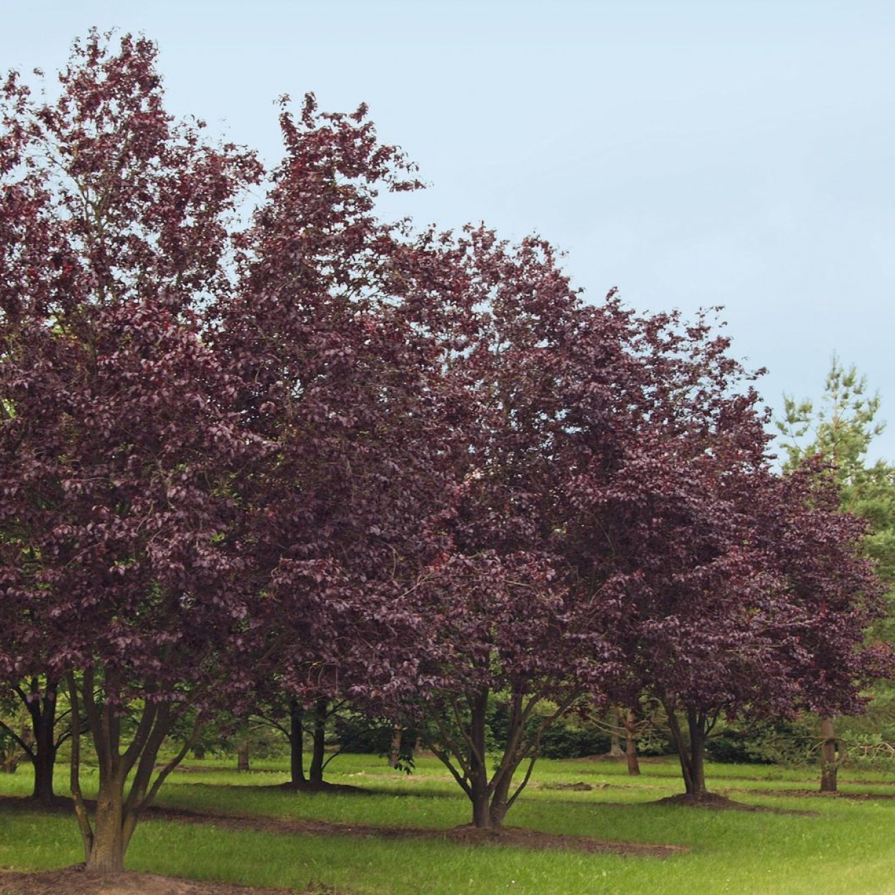 Obrázok Slivka čerešňoplodá (Prunus cerasifera) ´PISSARDII´ - výška 170-200 cm, kont. C5L