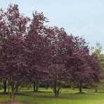 Slivka čerešňoplodá (Prunus cerasifera) ´PISSARDII´ - výška 170-200 cm, kont. C5L