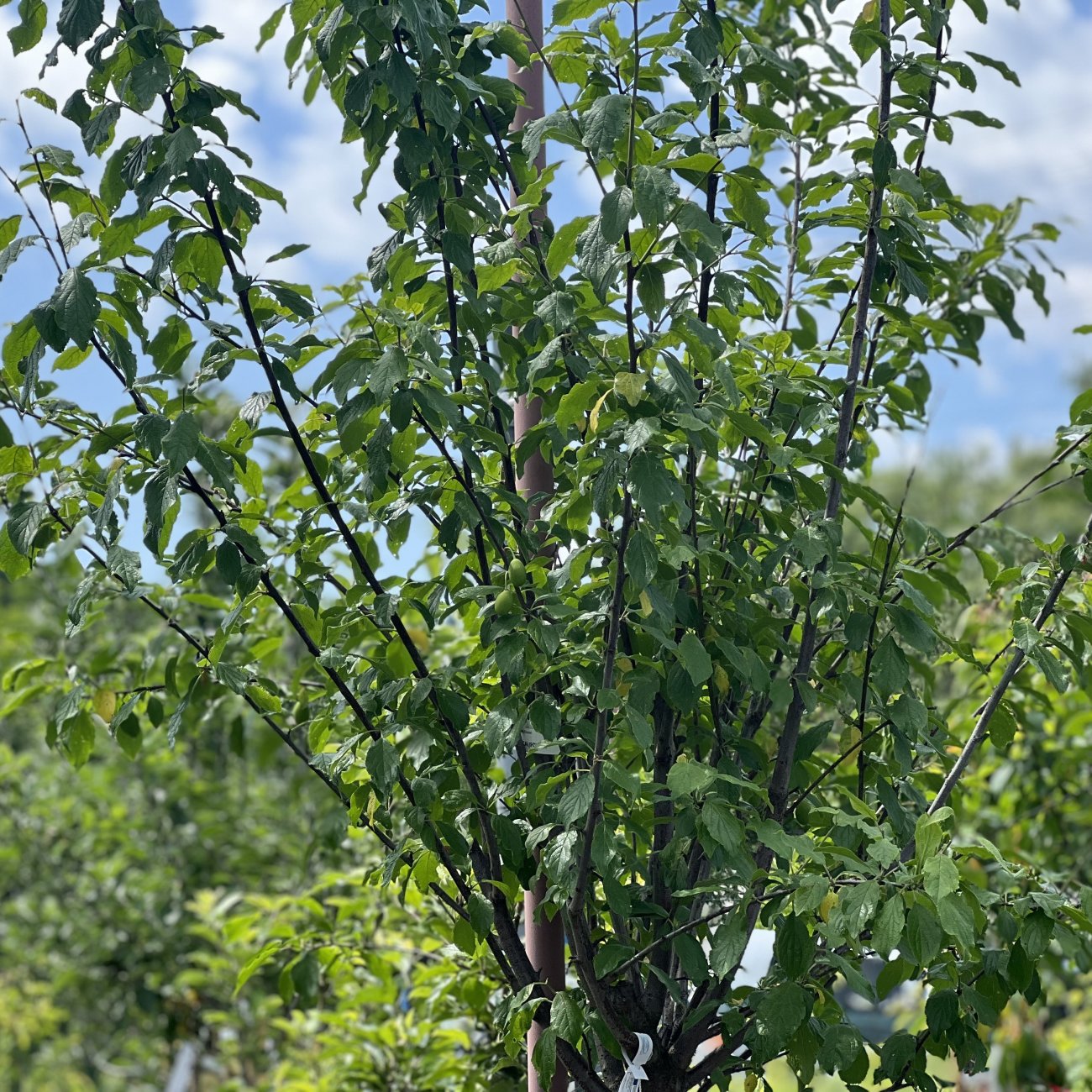 Obrázok Slivka domáca (Prunus domestica) ´SUNGOLD´ - výška 150-180 cm, obvod kmeňa 4/6 cm, kont. C10L
