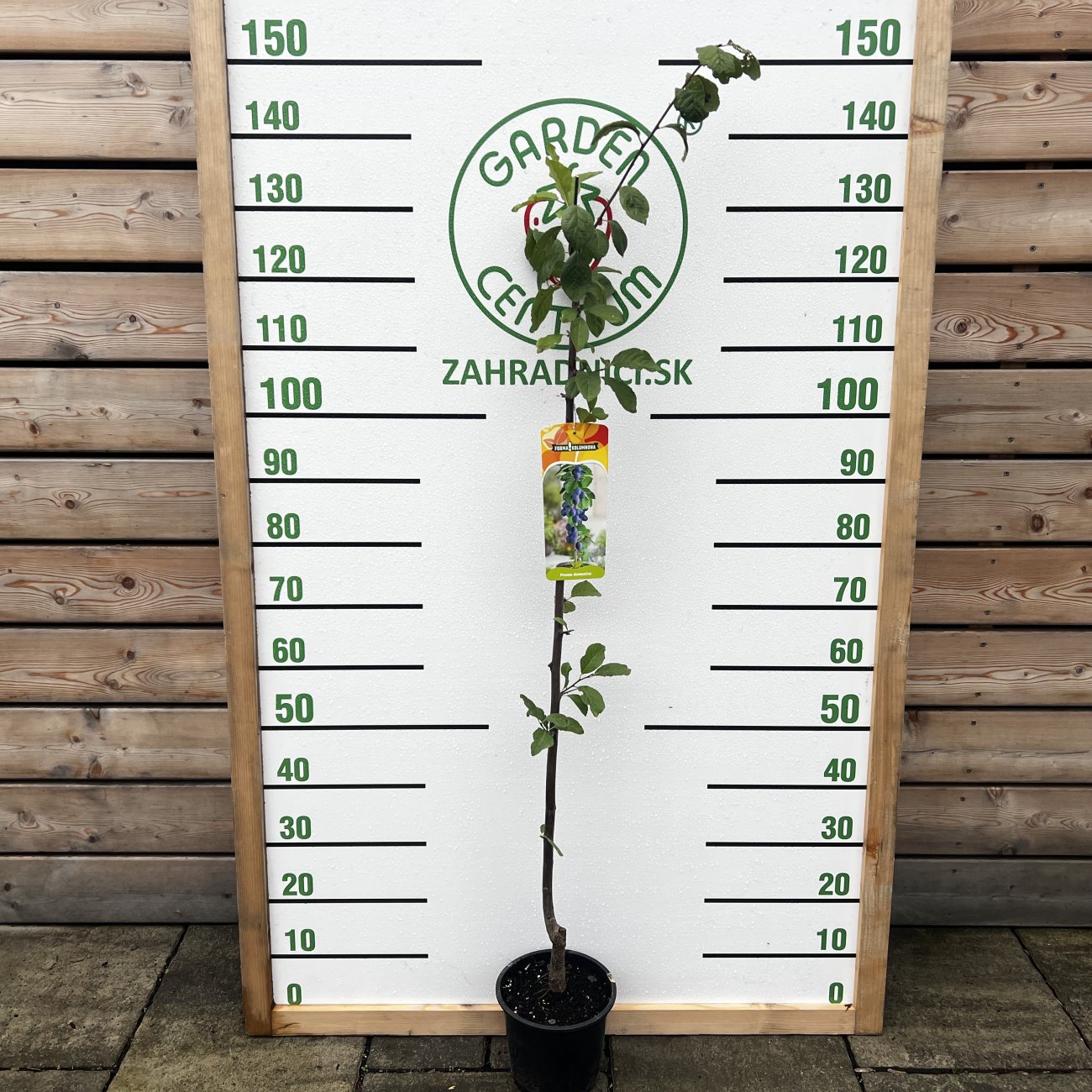 Obrázok Stĺpovitá slivka (Prunus domestica) ´FRUCA´ - stredne skorá - výška 100-120 cm, kont. C7L