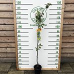 Stĺpovitá slivka (Prunus domestica) ´FRUCA´ - stredne skorá - výška 100-120 cm, kont. C7L