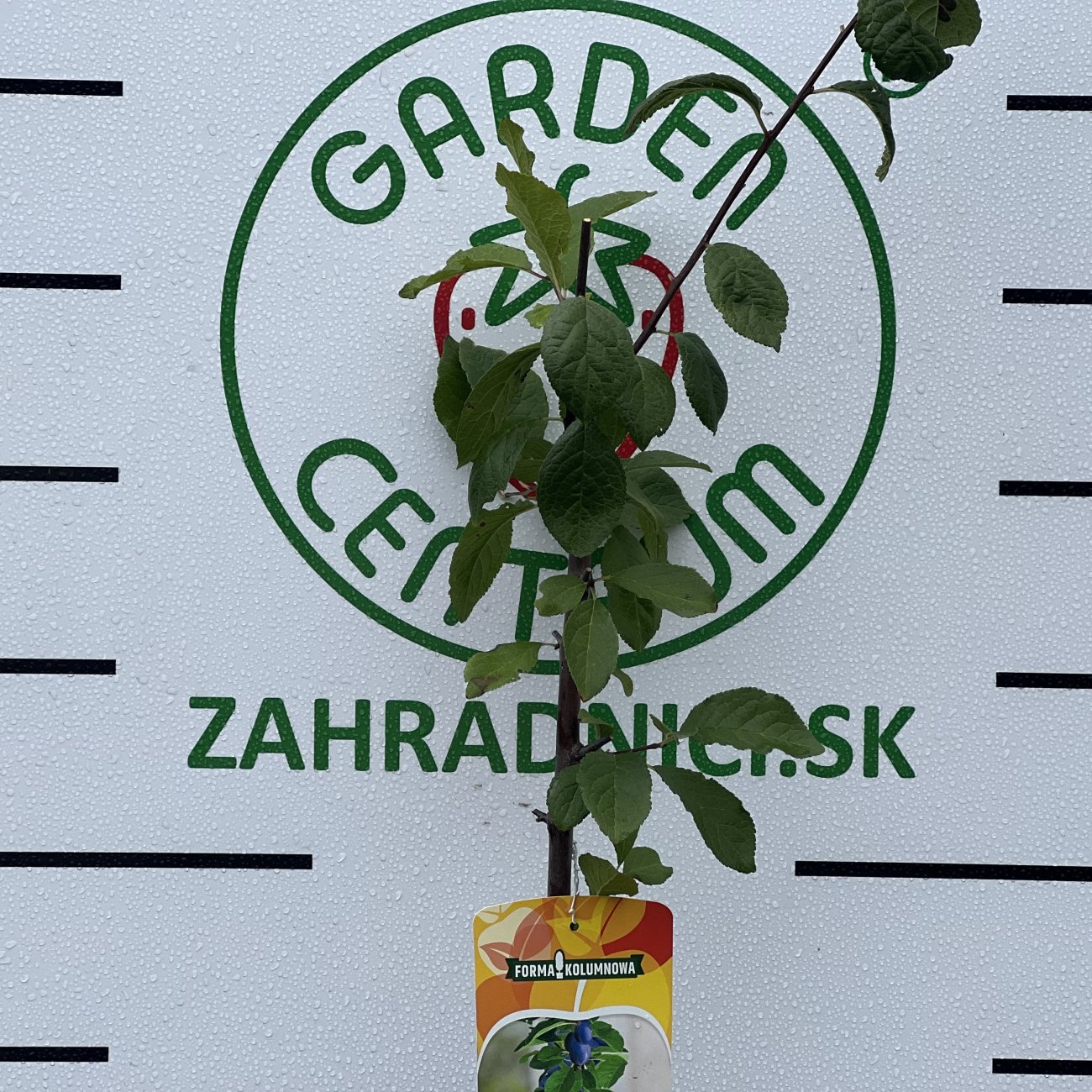 Obrázok Stĺpovitá slivka (Prunus domestica) ´FRUCA´ - stredne skorá - výška 100-120 cm, kont. C7L