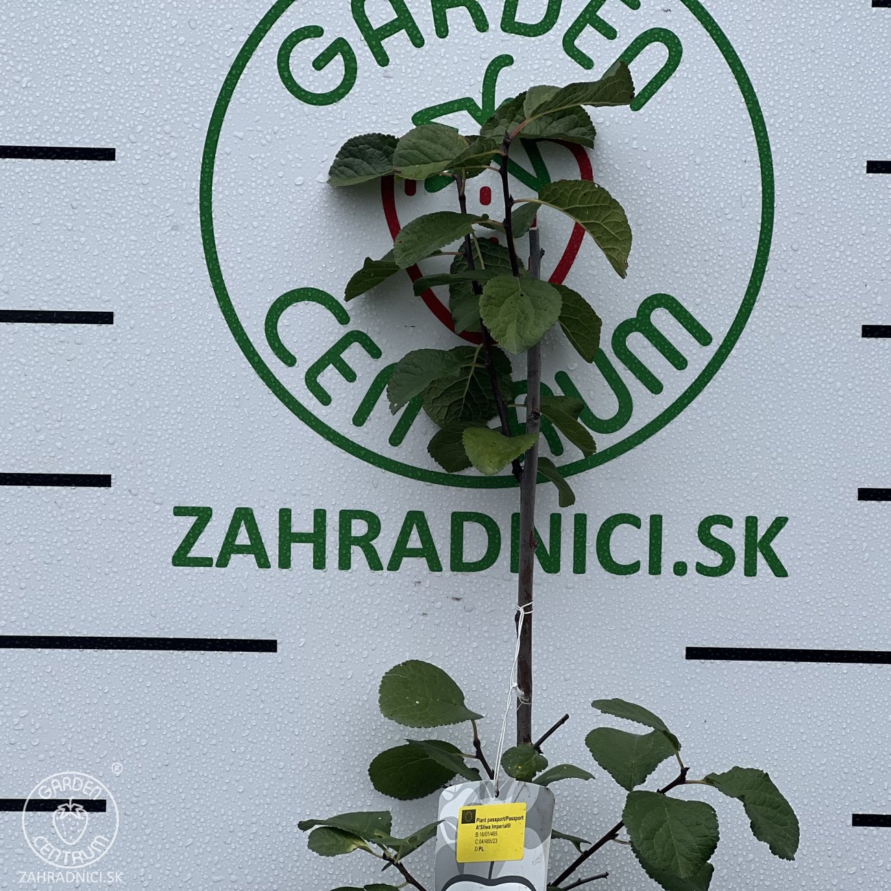 Obrázok Stĺpovitá slivka (Prunus domestica) ´IMPERIAL´ - neskorá - výška 150-180 cm, kont. C5L