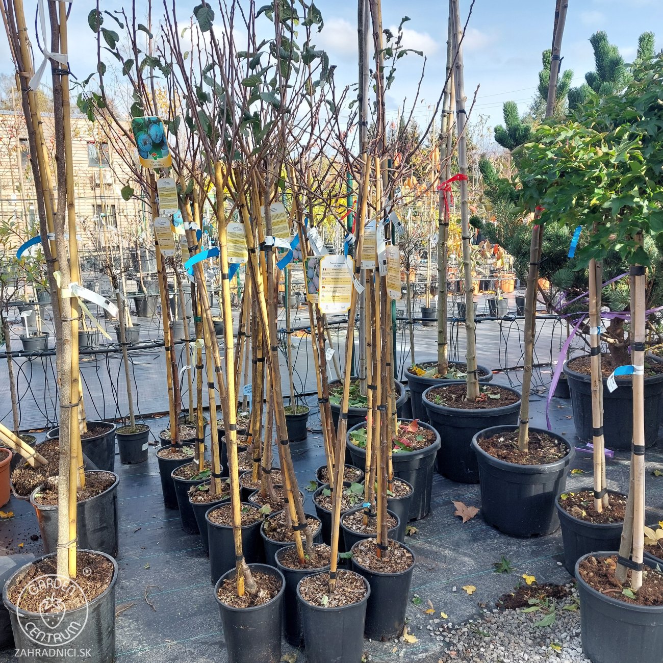 Obrázok Slivka domáca (Prunus domestica) ´TOPTASTE´ - výška 150-170 cm, kont. C6L