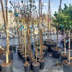 Slivka domáca (Prunus domestica) ´TOPTASTE´ - výška 150-170 cm, kont. C6L