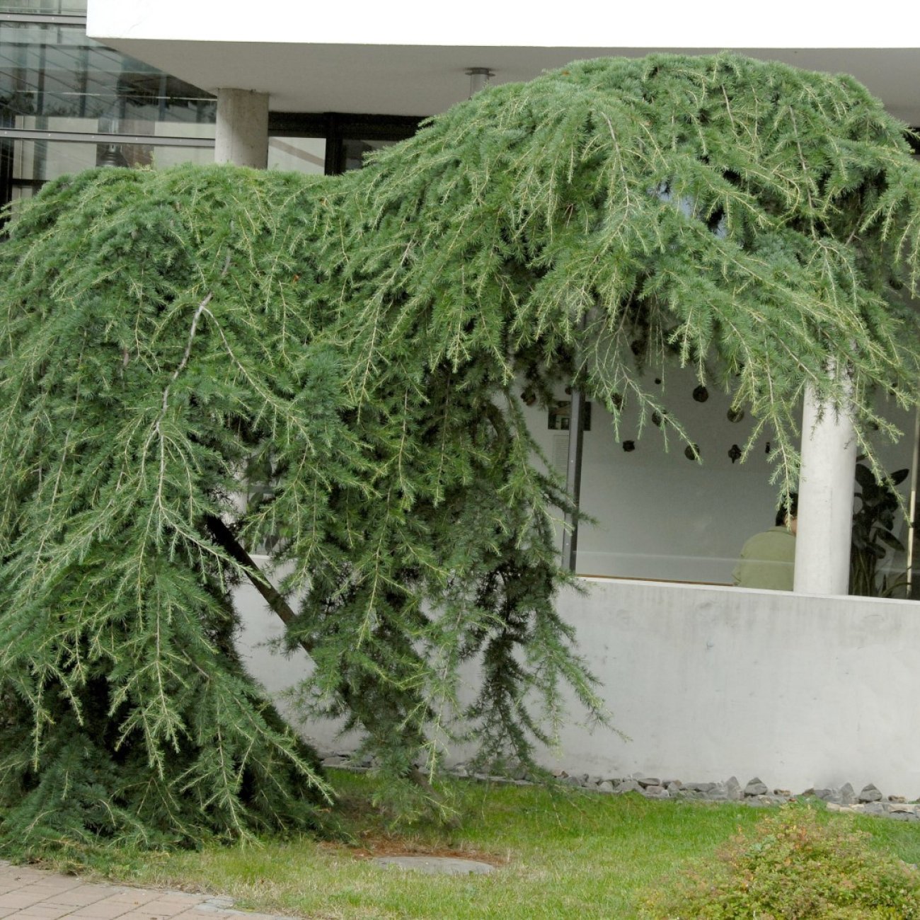 Obrázok Smrekovec japonský (Larix kaempferi) ´PENDULA´ - výška 80-130 cm, kont. C3L – NA KMIENKU